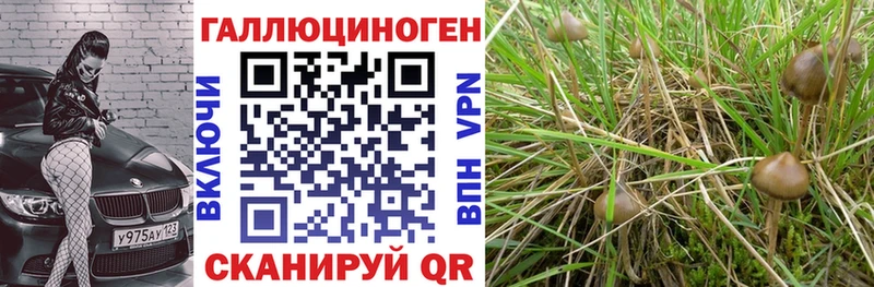 Купить где Мариинский Посад Галлюциногенные грибы Cubensis